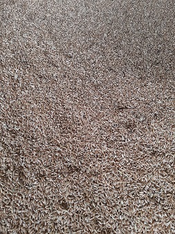 Triticale